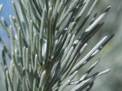 Aspalathus cinerascens