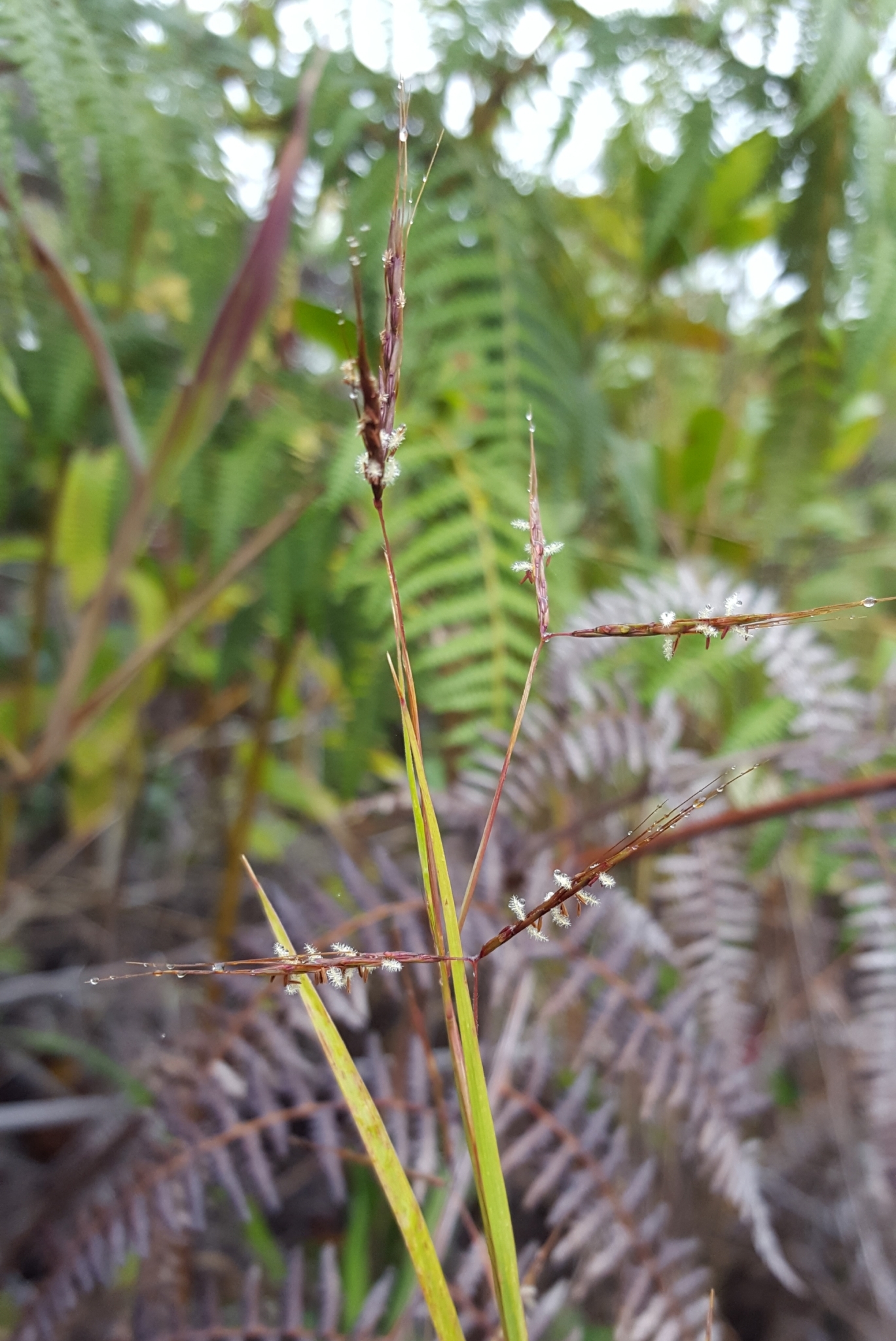 (c) François Rousseu, certains droits réservés (CC BY-NC) https://www.inaturalist.org/observations/91280128