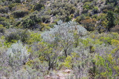 Aspalathus cinerascens