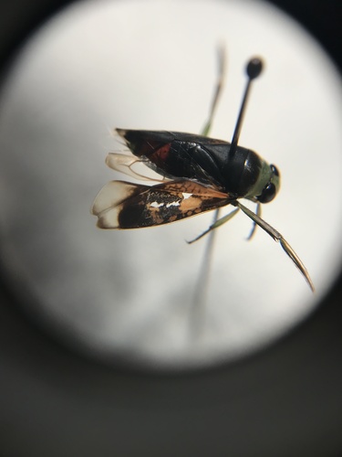 Kirby's Backswimmer photo 3