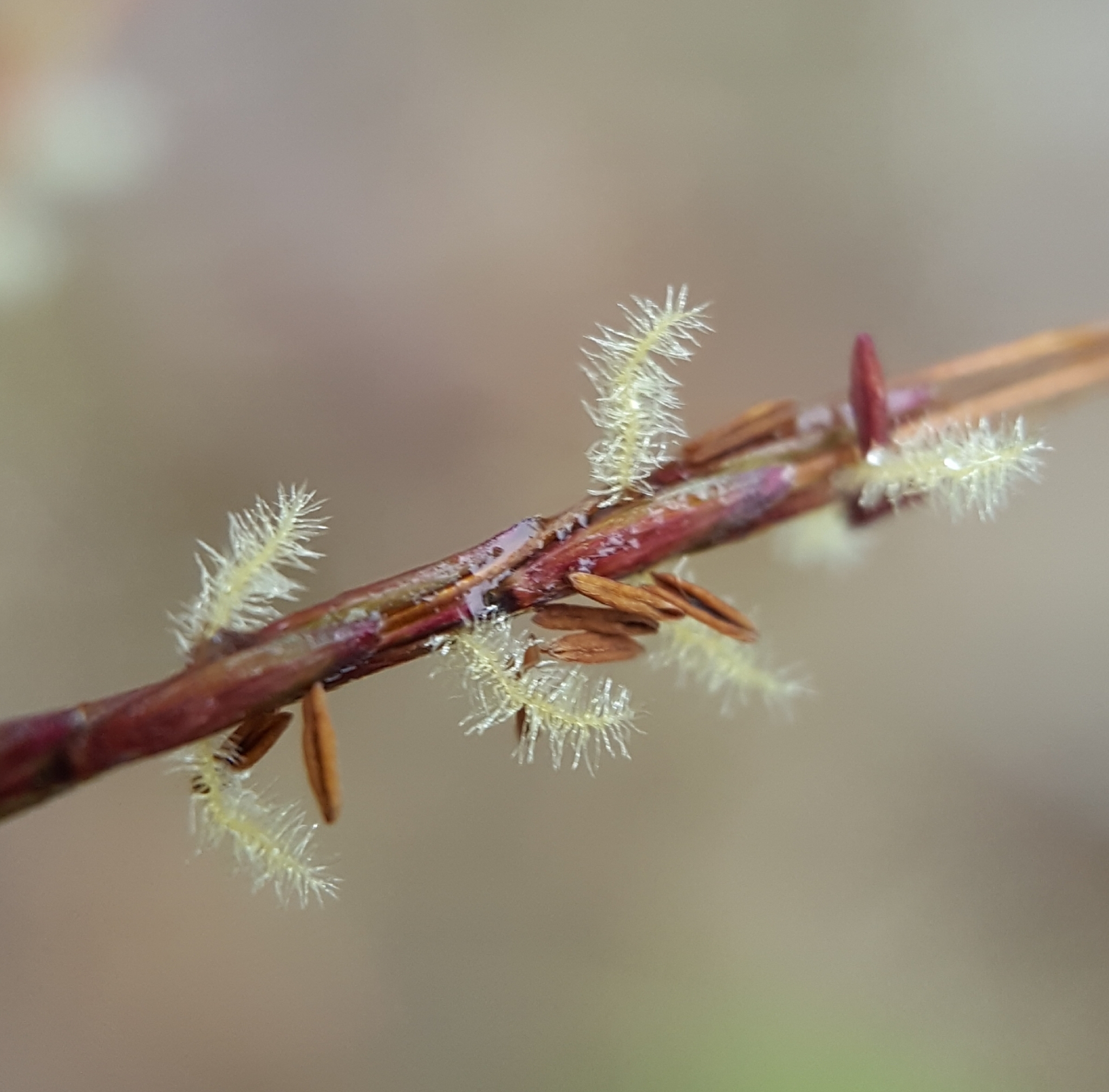 (c) François Rousseu, certains droits réservés (CC BY-NC) https://www.inaturalist.org/observations/91280128