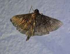 Microthyris prolongalis