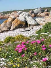 Carpobrotus quadrifidus