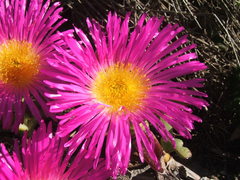 Carpobrotus quadrifidus