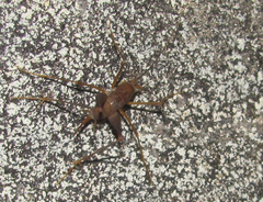 Spelaeiacris tabulae