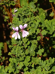 Pelargonium panduriforme