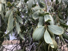 Santalum lanceolatum