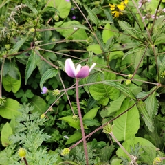 Eriocapitella rivularis