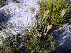 Geochloa rufa