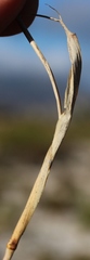 Geochloa rufa