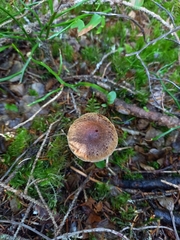 Cortinarius brunneus