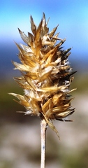 Geochloa rufa
