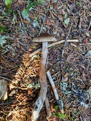 Cortinarius brunneus