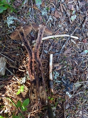 Cortinarius brunneus