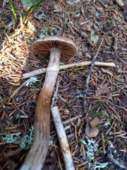 Cortinarius brunneus