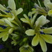 Babiana noctiflora - Photo (c) janeennichols, algunos derechos reservados (CC BY-NC)