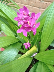 Spathoglottis unguiculata