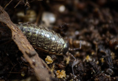 Philoscia muscorum