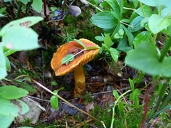 Aureonarius limonius