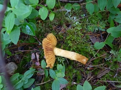 Aureonarius limonius