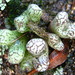 Conophytum turrigerum - Photo (c) janeennichols, algunos derechos reservados (CC BY-NC)