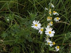 Tripleurospermum inodorum