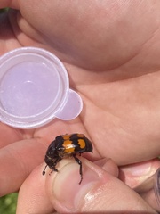 Nicrophorus hebes