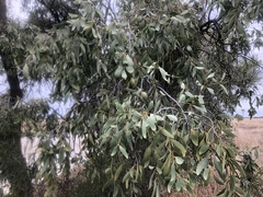 Santalum lanceolatum
