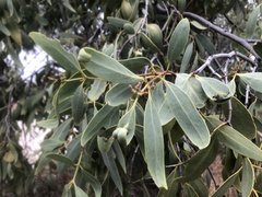 Santalum lanceolatum