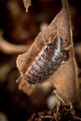 Philoscia muscorum