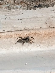 Menemerus bivittatus