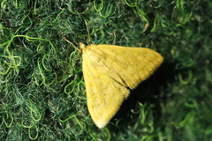 Paratalanta pandalis