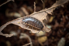 Philoscia muscorum