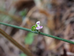 Dicliptera chinensis