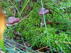 Cortinarius brunneus