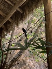 Cyanocorax