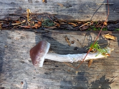 Cortinarius brunneus