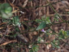 Dicliptera chinensis