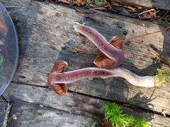 Cortinarius brunneus