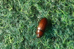 Uloma rufa