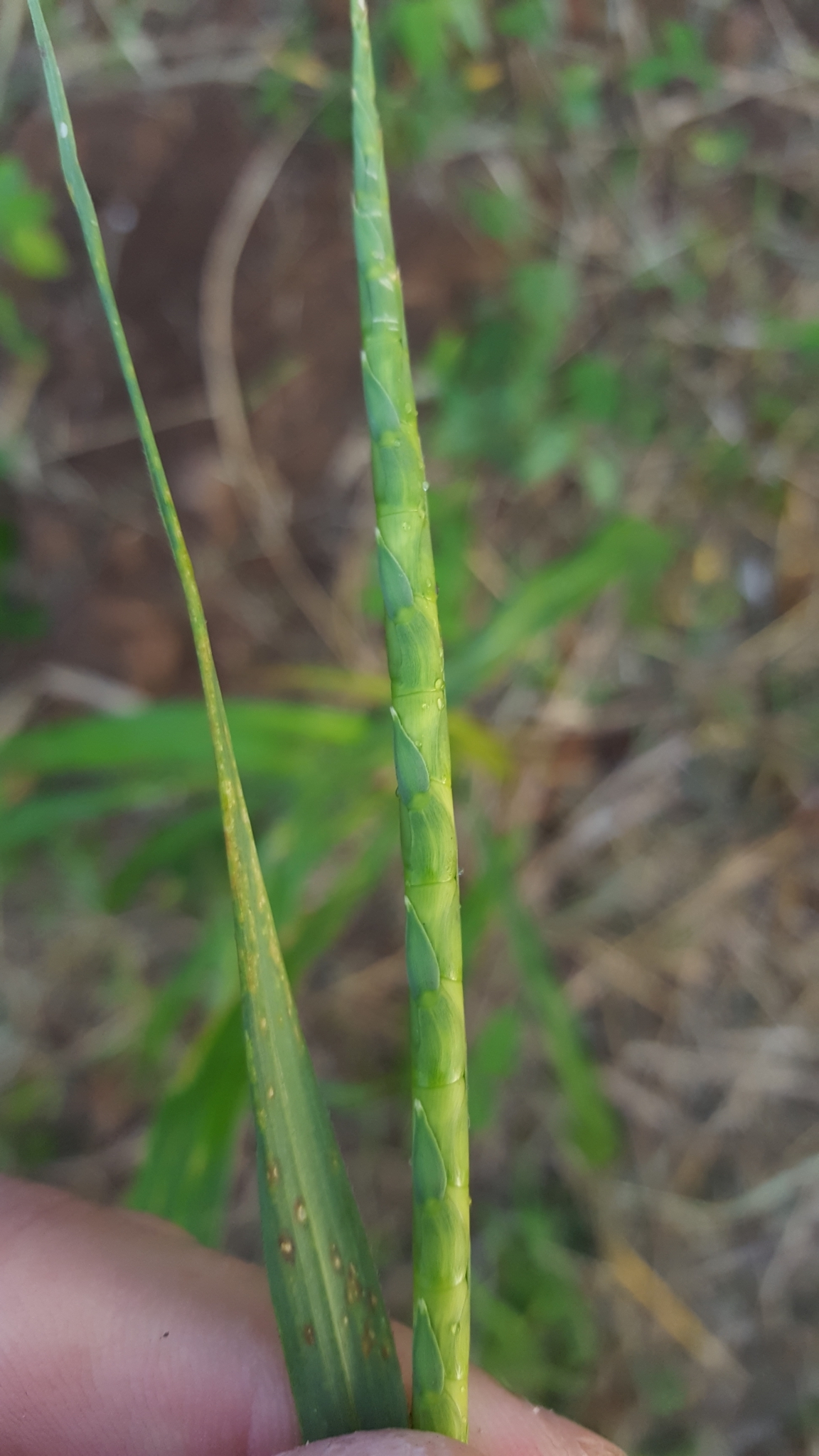 (c) François Rousseu, certains droits réservés (CC BY-NC) https://www.inaturalist.org/observations/91281097