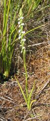 Spiranthes aestivalis