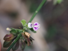 Dicliptera chinensis