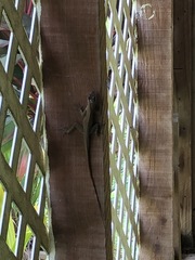 Anolis richardii