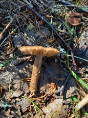Inocybe lacera