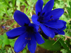 Codonorhiza azurea