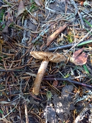 Inocybe lacera