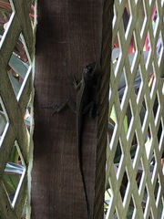 Anolis richardii