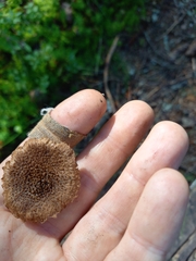 Inocybe lacera