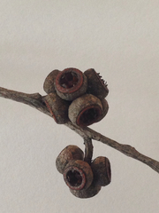 Eucalyptus globoidea